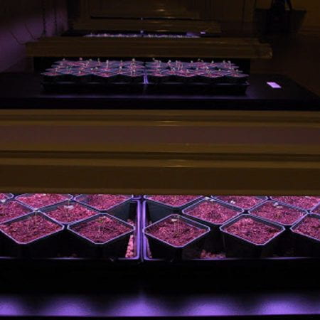 Containers of earth under UV light. Seedlings are sprouting from them.